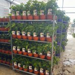 Figovník obyčajný (Ficus carica) ´BROWN TURKEY´ – výška 20–30 cm, kont. C2,6L – BONSAJ (deco misa)
